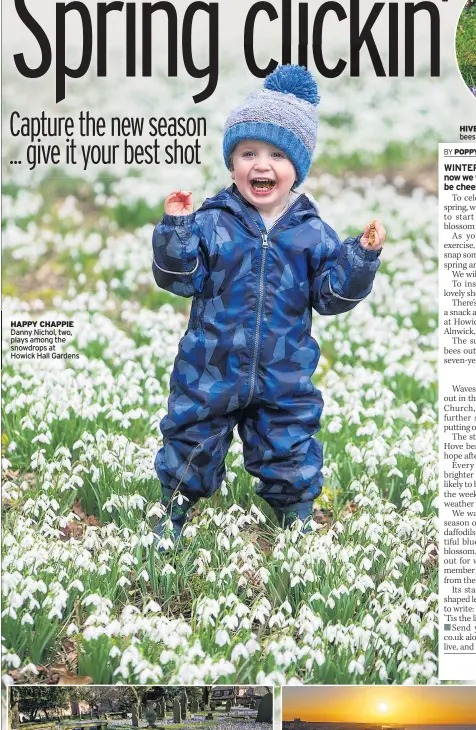  ??  ?? HAPPY CHAPPIE Danny Nichol, two, plays among the snowdrops at Howick Hall Gardens
PURPLE POWER