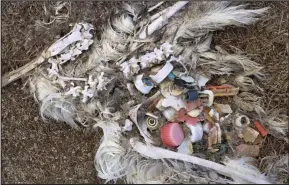  ??  ?? Harrowing: The body of an albatross chick with a stomach full of plastic