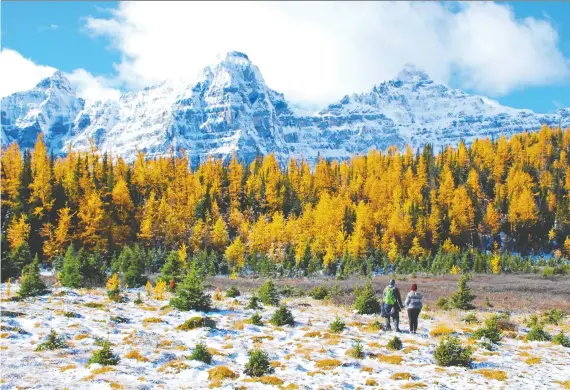  ?? GREG OLSEN. ?? The Larch Valley hike in Banff National Park is very popular during larch season when the trees turn golden. You have to get up early to avoid the crowds, but it's worth it.