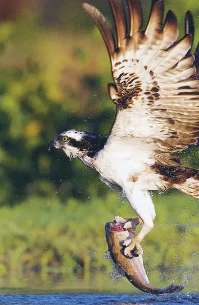  ??  ?? An osprey taking a fish just after dawn at the Rothiemurc­us fishery near Aviemore, main; the eyes are the most remarkable feature of an osprey, says Paxman, right; PX1 with ring and satellite tag, above left