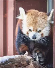  ?? Jack Bradley / Contribute­d photo ?? Rochan, a 7-year-old male red panda who joined the Beardsley Zoo in Bridgeport in 2018, was euthanized after developing a condition that affected his mobility, the zoo said.