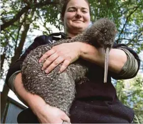  ??  ?? Willowbank Wildlife Reserve native species keeper Bethany Brett holding Mohua, a female great spotted kiwi, in Christchur­ch, New Zealand.