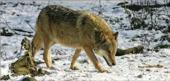  ??  ?? Le loup peut parcourir 50 kilomètres en une nuit, autant dire qu’il erre à travers la France.