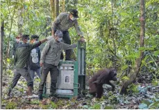  ?? FOTO: DPA ?? Die Orang-Utan-Dame Suayap wird in ihrer Heimat in Borneo freigelass­en, obwohl sie zuvor noch nie im Dschungel gelebt hat.