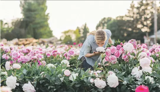  ?? MICHELE M. WAITE/CHRONICLE BOOKS ?? Erin Benzakein stops to smell a flower in a field of peonies bursting in full bloom at North Field Farm in Bellingham, Wash.