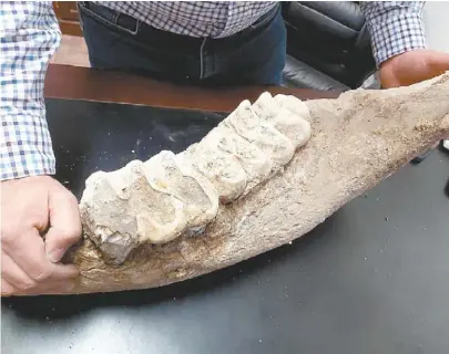  ?? ESPECIAL ?? Fueron encontrado­s al realizar una excavación en un predio en Sabinas Hidalgo.