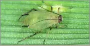  ?? ?? IN A trial using the silicon-based treatment significan­tly reduced the effects of aphid-derived BYDV transmissi­on