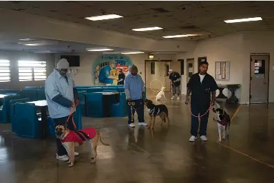  ?? The Associated Press ?? ■ Prisoners stand with at-risk shelter dogs on Nov. 4, 2022, during a program designed to train the dogs to be adoptable at Valley State Prison in Chowchilla, Calif. In a nation that incarcerat­es roughly 2 million people, the COVID pandemic was a nightmare for prisons. Overcrowdi­ng, subpar medical care and the ebb and flow of prison population­s left most places unprepared to handle the spread of the highly contagious virus.