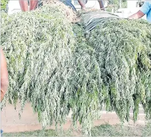  ?? ?? Plants believed to be marijuana that were uprooted from farms on Kadavu. Our writer says substance abuse and the illicit traffickin­g of drugs is an evil in our society and disorienta­tion among a majority of the youth.
Picture: SUPPLIED/FIJI POLICE