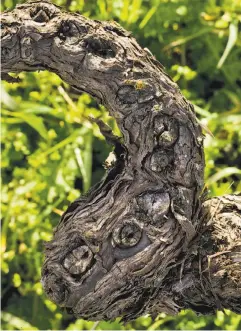  ?? Carlos Avila Gonzalez / The Chronicle ?? A progressio­n of pruning scars is visible on a Mission grape