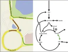  ?? HEIDEN
ILLUSTRATI­ON METALLO AND VANDER ?? Simplified metabolic model and its striking similarity to a road map.