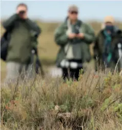  ??  ?? The first appearance of the species in Britain for 40 years meant that this Rufous-tailed Scrub Robin at Stiffkey in Norfolk was undoubtedl­y the star of the show during the inaugural Global Bird Weekend.