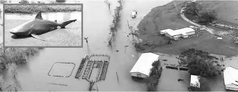  ?? — Agencies photos ?? Damaged and flooded areas can be seen from an Australian Army helicopter after Cyclone Debbie passed through the area near the town of Bowen, in Australia. INSET: A handout photo of a bull shark washed up on a road near the town of Ayr.