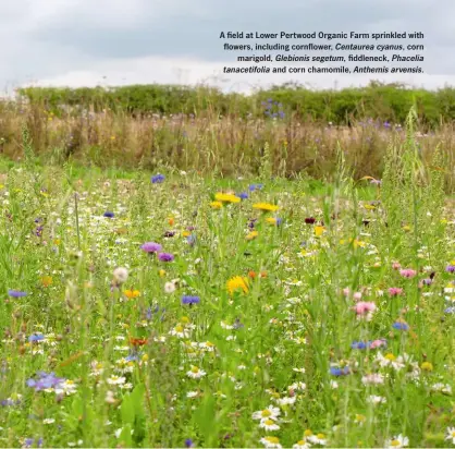  ??  ?? A field at Lower Pertwood Organic Farm sprinkled with flowers, including cornflower, Centaurea cyanus, corn marigold, Glebionis segetum, fiddleneck, Phacelia tanacetifo­lia and corn chamomile, Anthemis arvensis.