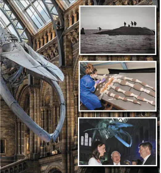  ??  ?? The skeleton of ‘Hope’, a giant blue whale beached off Wexford Harbour, on display at the Natural History Museum in London. INSET FROM TOP: The whale beached off Wexford Harbour in 1891; the Wexford whale skeleton getting an MOT before being re-hung;...