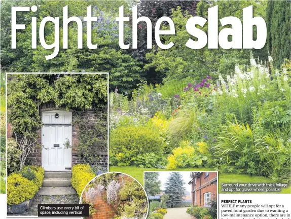  ??  ?? Climbers use every bit of space, including vertical
Surround your drive with thick foliage and opt for gravel where possible