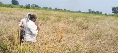  ??  ?? A farmer in Odisha’s Rayagada district sets his paddy field on fire after a pest attack.