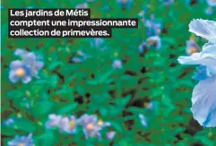  ??  ?? Les jardins de Métis comptent une impression­nante collection de primevères.