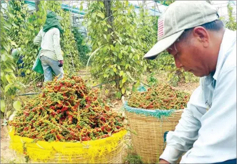  ?? SUPPLIED ?? The Kingdom exported 3,959 tonnes of pepper this year as of September 11.