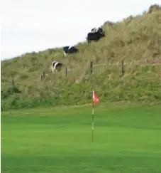  ?? IAN CRUICKSHAN­KFOR THE TORONTO STAR ?? Cows graze on grass that surrounds the golf course at Doonbeg.