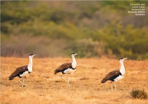  ??  ?? It is rare to spot a Great Indian Bustard in the Rollapadu Wildlife Sanctuary
