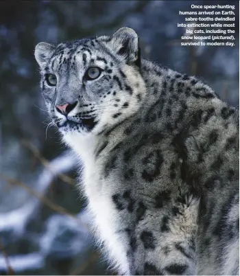  ??  ?? Once spear-hunting humans arrived on Earth, sabre-tooths dwindled into extinction while most big cats, including the snow leopard ( pictured), survived to modern day.