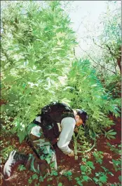  ??  ?? Reserve Humboldt County Sheriff’s Deputy Greg Bickel cuts down a 10-foot-tall marijuana plant near Petrolia on the Humboldt County coast on Sept. 7, 2000.