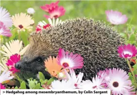  ??  ?? > Hedgehog among mesembryan­themum, by Colin Sargent