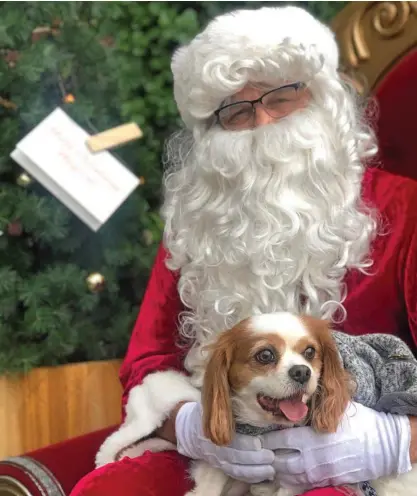  ??  ?? PICTURE PAWFECT: Toowoomba pup Toby is on Santa's good boy list after meeting him at Grand Central at the weekend.