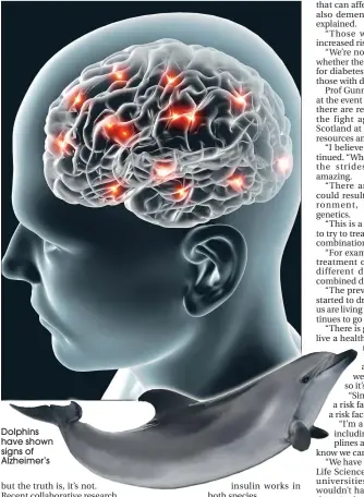  ??  ?? Dolphins have shown signs of Alzheimer’s