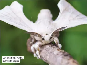  ?? ?? An adult silk moth, native to China