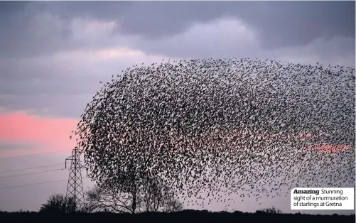  ??  ?? Amazing Stunning sight of a murmuratio­n of starlings at Gretna