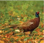  ??  ?? Common Pheasant could comprise three species, a new study suggests.