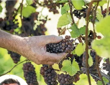  ?? BRADEN FASTIER/STUFF ?? Early signs have shown organic grapes can withstand climate change better.