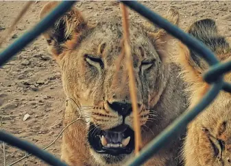  ?? WIKIMEDIA COMMONS ?? Many lions being kept in captivity stand to be euthanised after the Ministeria­l Task Team on Voluntary Exit Options and Pathways from the Captive Lion Industry released its recommenda­tions at the beginning of April.