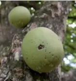  ?? F.E. ?? Árbol de higüeros.