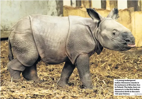  ?? Zoo Wrocław ?? A young endangered Indian rhinoceros stands in its enclosure at Wroclaw Zoo in Poland. The baby, born on January 6, is the first Indian rhinoceros birth in the zoo’s 155-year history