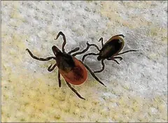  ?? Hearst CT Media file photo ?? A female blacklegge­d tick, left, and a male.