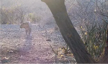  ??  ?? Trail cam picture of a nice male leopard.