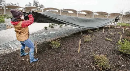  ?? Steve Gonzales / Staff photograph­er ?? Houston Botanic Garden horticultu­re assistants Jessica Henry and Jamee Moulton pull a tarp to protect plants from a potential freeze.