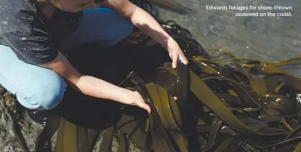  ?? ?? Edwards forages for shore-thrown
seaweed on the coast.