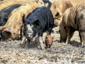  ??  ?? New Zealand Pork has sought assurances from Agricultur­e Minister Damien O’Connor that officials are stepping up surveillan­ce in the wake of the Australian African swine fever findings.