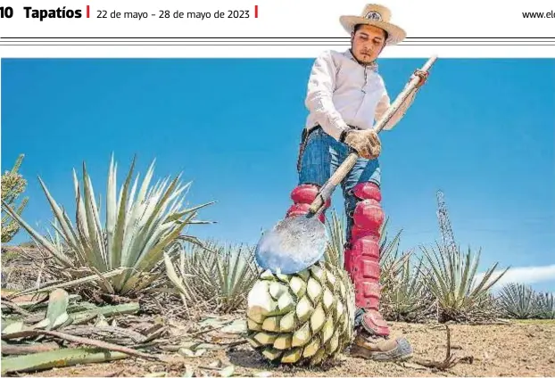  ?? El trabajo ?? de los jimadores es reconocido por el Consejo regulador del tequila.