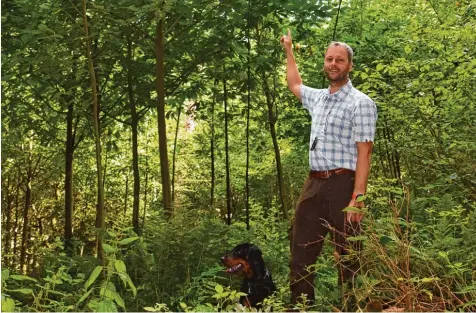  ?? Foto: Brigitte Bunk ?? Marc Koch, Bereichsle­iter Forsten am Wertinger Amt für Ernährung Landwirtsc­haft und Forsten, freut sich über den gut wachsenden Bestand der Ess Kastanien beim Wor telstetten­er Sportplatz.