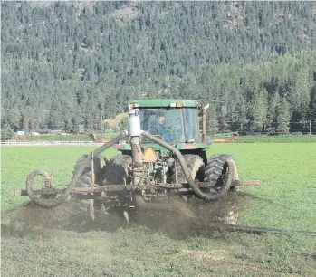  ??  ?? Liquid manure is sprayed on a field above the Hullcar aquifer in the township of Spallumche­en near Armstrong, west of Enderby. A Vernon-based water resource consulting company has concluded that liquid manure is “extremely likely” the cause of the...