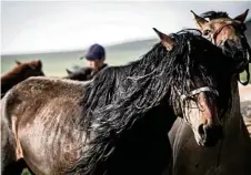  ?? PHOTOS: KATHY GABRIEL PHOTOGRAPH­Y ?? A Mongolian stallion.