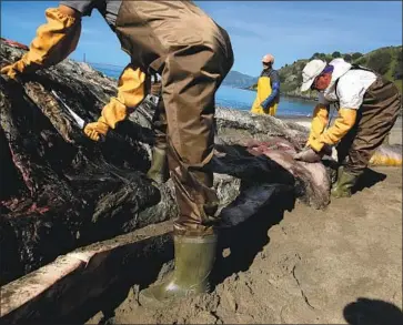  ?? Justin Sullivan Getty Images ?? DR. PADRAIG DUIGNAN, right, cuts into the blubber of a dead gray whale as scientists and volunteers with the Marine Mammal Center and California Academy of Sciences perform a necropsy last week in Tiburon.