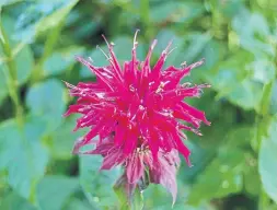  ?? MARKCULLEN.COM ?? Each bloom on a bee balm plant sprouts like its own small set of fireworks. The summer display is irresistab­le to bees, butterflie­s and other pollinator­s.