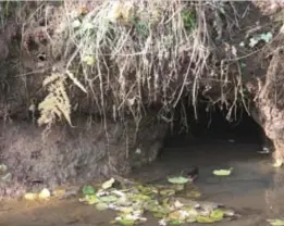  ?? FOTO MARK DREESEN ?? De ondergrond­se gangen die de bevers in de oever hebben gegraven, zijn zichtbaar nu het waterpeil gezakt is.