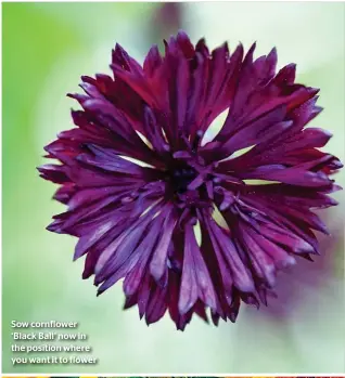  ??  ?? Sow cornflower ‘Black Ball’ now in the position where you want it to flower